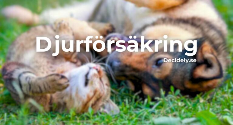 Bästa djurförsäkring 2025 – jämför pris & villkor